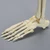 Foot and Ankle with Fractures and Articulation at IP Joint Foot and Ankle with Fractures and Articulation at IP Joint