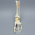Foot and Ankle, Articulating, Foam Cortical