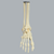 Foot and Ankle, Solid Foam, Right Foot and Ankle, Solid Foam, Right