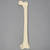 Femur with 16 mm For IM Nail