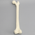 Femur, 16 mm Canal, Foam Cortical, Right Femur, 16 mm Canal, Foam Cortical, Right