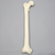 Femur, Solid Foam, Right Femur, Solid Foam, Right