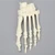 Forefoot with Articulation at the Interphalangeal Joint, Solid Foam, Left Forefoot with Articulation at the Interphalangeal Joint, Solid Foam, Left