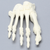 Forefoot, Solid Foam, Right, Large Forefoot, Solid Foam, Right, Large