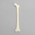 Femur with Average Asian Anatomical Attributes, Foam Cortical Shell, Left Femur with Average Asian Anatomical Attributes, Foam Cortical Shell, Left