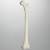 Femur with Light Density Cancellous Femur with Light Density Cancellous