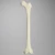 Femur, Foam Cortical, Left, Medium Femur, Foam Cortical, Left, Medium