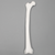 Femur with 15 mm Canal, Plastic Cortical Shell, Right Femur with 15 mm Canal, Plastic Cortical Shell, Right
