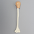 Humerus with Skin Patch, Pediatric Humerus with Skin Patch, Pediatric