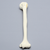 Humerus with Neck Fracture, Foam Cortical Humerus with Neck Fracture, Foam Cortical