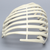 Partial Rib Cage, Solid Foam, Left Partial Rib Cage, Solid Foam, Left