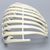Partial Rib Cage, Solid Foam, Right Partial Rib Cage, Solid Foam, Right
