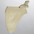Scapula, Solid Foam, Left Scapula, Solid Foam, Left