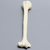 Humerus, Solid Foam, Right Humerus, Solid Foam, Right