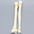Ulna and Radius, 5.5mm Canal, Solid Foam Ulna and Radius, 5.5mm Canal, Solid Foam
