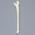 Ulna with Olecranon Fracture, Foam Cortical Ulna with Olecranon Fracture, Foam Cortical