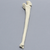 Ulna with Olecranon Fracture, Solid Foam Ulna with Olecranon Fracture, Solid Foam