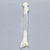 Radius, 5.5mm Canal, Transparent Cortical Radius, 5.5mm Canal, Transparent Cortical
