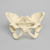 Pelvis with Modified Sacrum, Full Female, Solid Foam