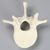 Vertebra, L1, Solid Foam Vertebra, L1, Solid Foam