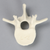 Vertebra, L2, Solid Foam Vertebra, L2, Solid Foam