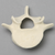 Vertebra, L5, Solid Foam Vertebra, L5, Solid Foam