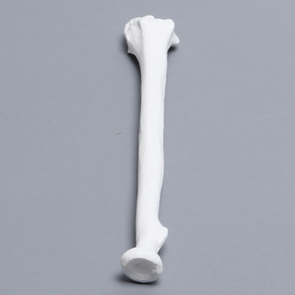 Radius, Solid White Plastic, Right