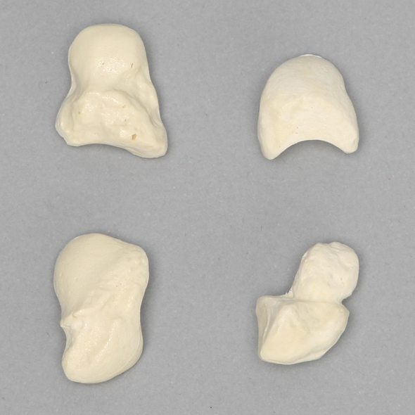 Carpal Bones, Set of Four Individual, Solid Foam