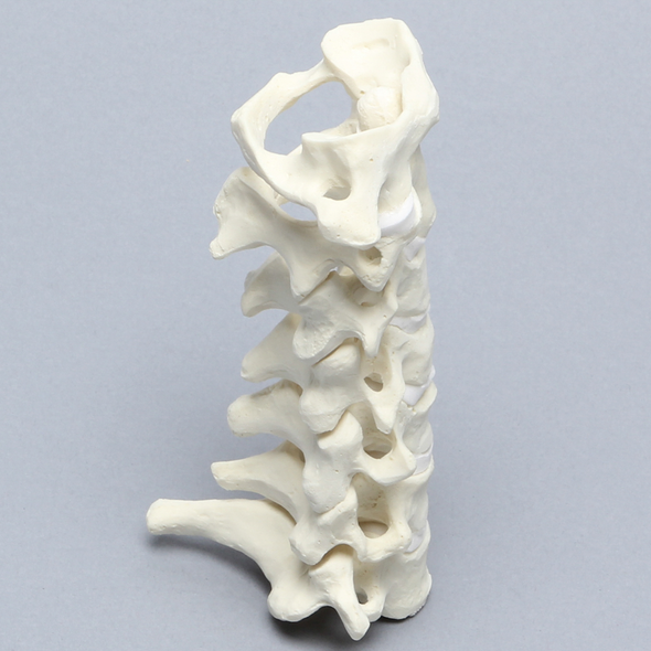 Spine, Cervical with Posterior Ligament and White Discs, Solid Foam