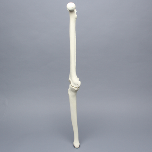 Knee with Three Non-Stretch Ligaments, Solid Foam, Full Length, Right