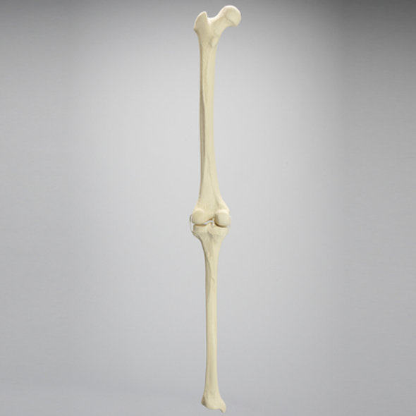 Knee with Three Stretch Cord Ligaments, Full Length, Medium