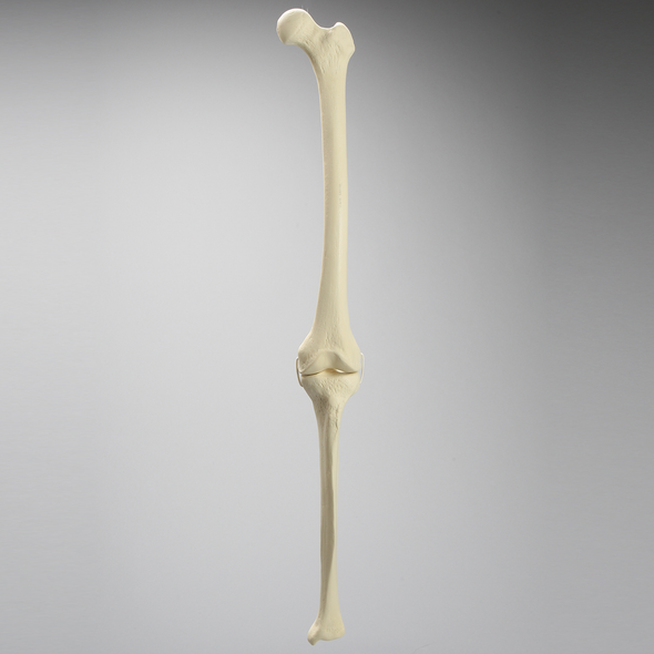Knee with Three Stretch Cord Ligaments, Full Length, Medium