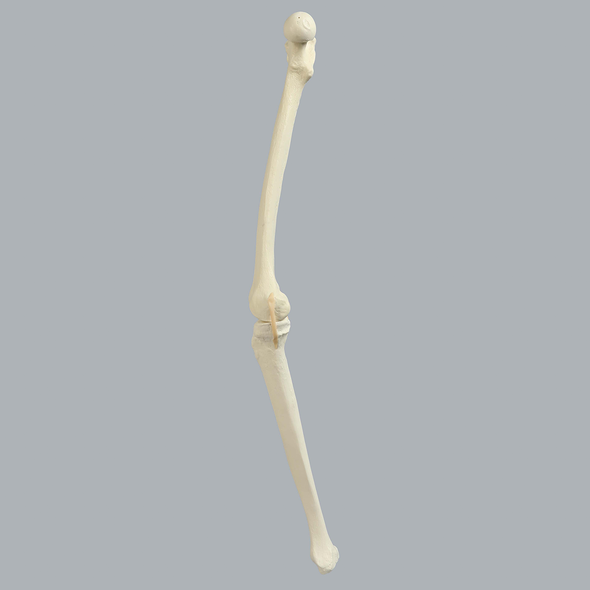 Knee with Stretch Tube Ligaments, Full Length, Right