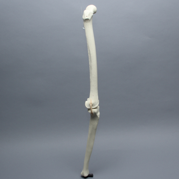 Knee with Three Stretch Tube Ligaments, Full Length, Right
