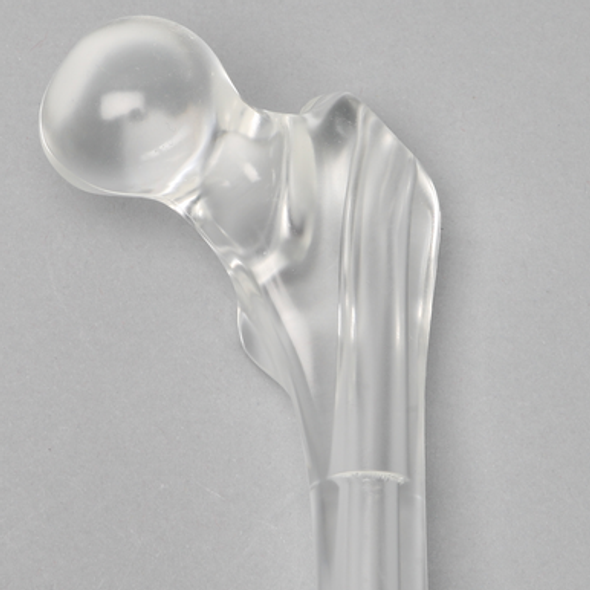 Femur with Canal, Pediatric, Solid Clear Plastic