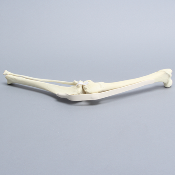 Canine Knee with Ligaments and Pathology