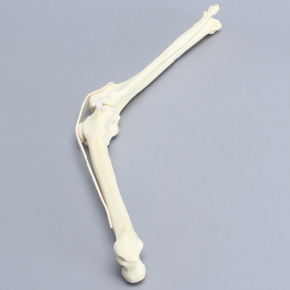 Canine Knee with Ligaments and Pathology
