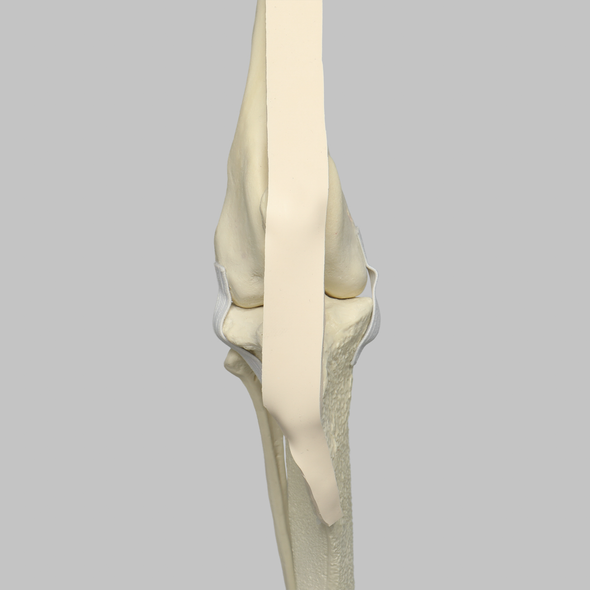 Canine Knee with Ligaments and Pathology
