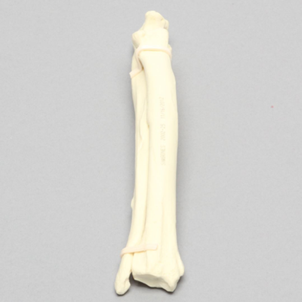 Canine Radius and Ulna, Solid Foam