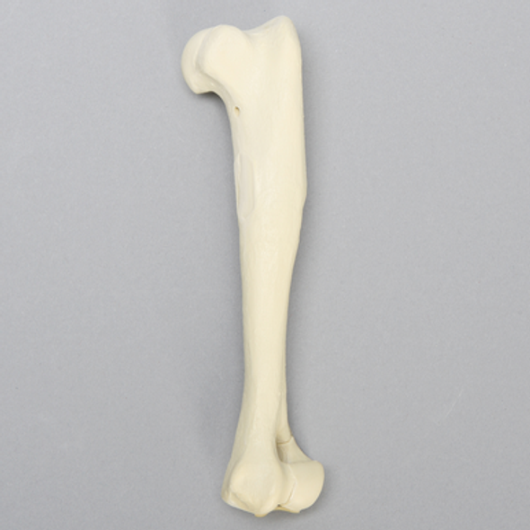 Canine Humerus with Fracture, Foam Cortical, Large