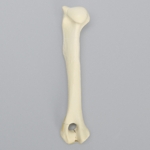 Canine Humerus with Fracture, Foam Cortical, Large