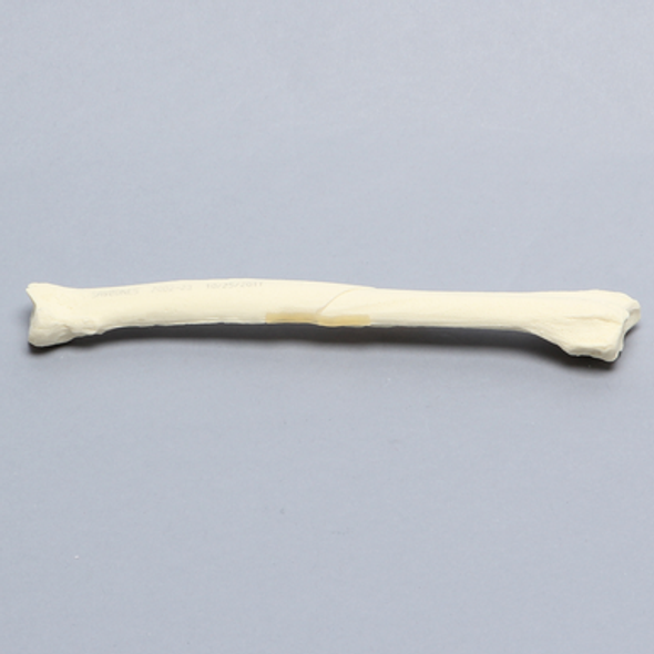 Canine Radius with Oblique Midshaft Fracture, Solid Foam, Right