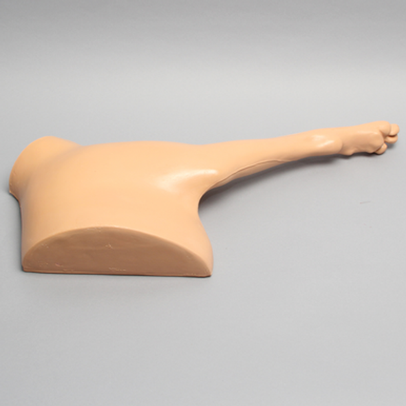 Canine Forelimb includes Fully Encased Shoulder