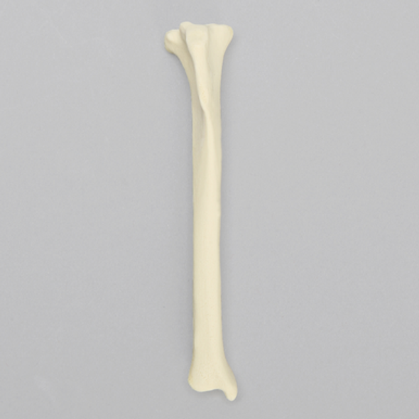 Canine Tibia, Solid Foam, Toy Breed