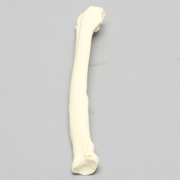 Canine Radius, Solid Foam, Right