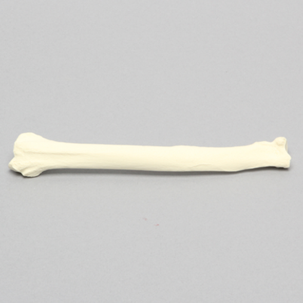 Canine Radius, Solid Foam, Right