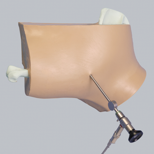 Canine Arthroscopy Shoulder