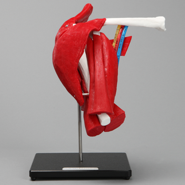 Shoulder with Full Anatomy