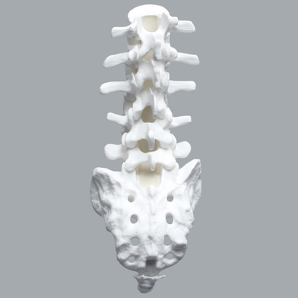 Lumbar Vertebrae, L1-Coccyx, With White Discs