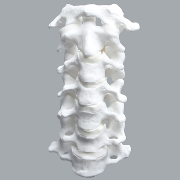 Cervical Spine with Posterior Ligament and White Discs